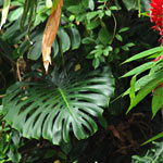 Hawaiian Tropical Foliage