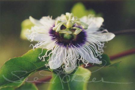 Picture Passion Flower on Lilikoi Passion Flower