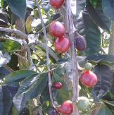 Hawaiian Kona Coffee & Tea