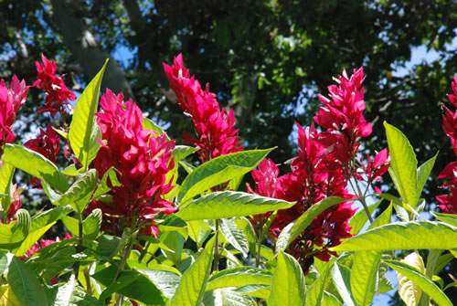 About Aloha Hawaiian Flowers & Gifts