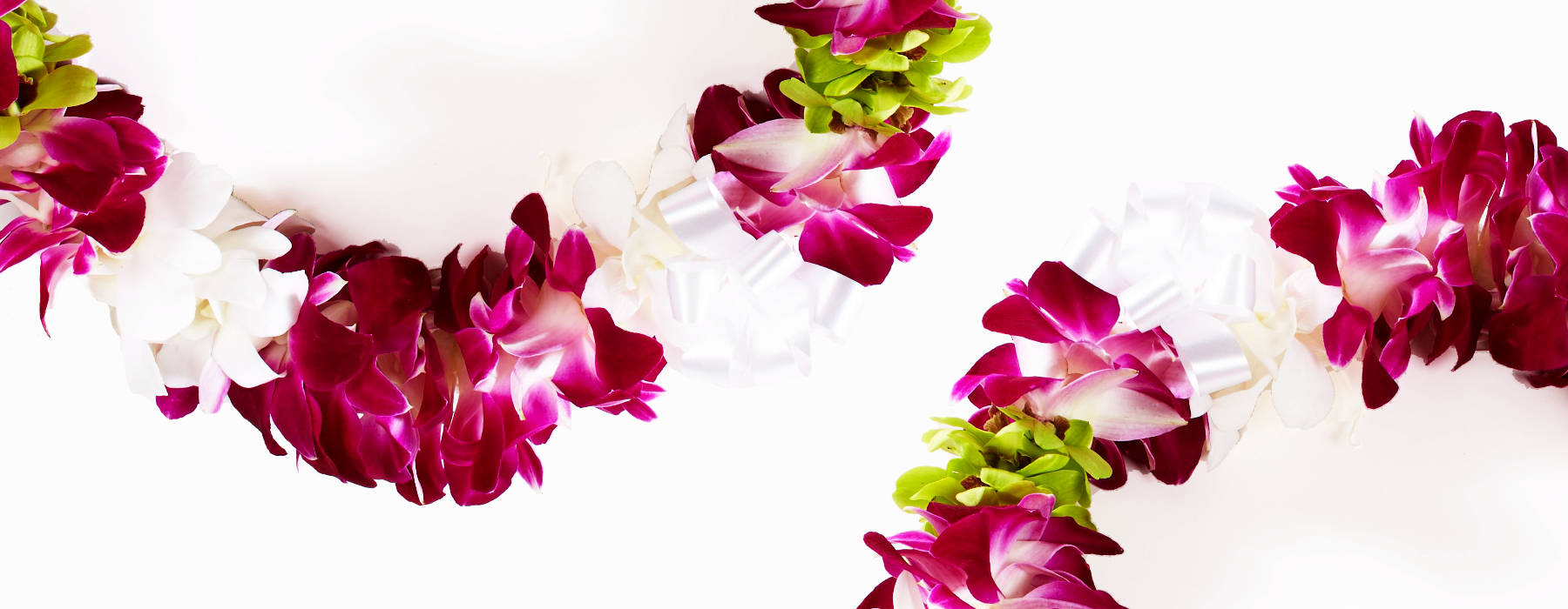 purple hawaiian flowers background