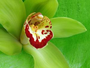 Loose Green Cymbidium Orchid Blossoms