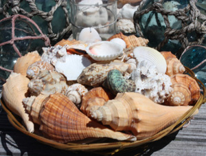 Seashell Baskets Assortment - Large - Hawaiian Gift