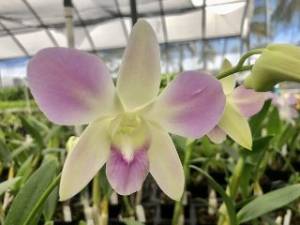 Easter Orchid Flower Assortment - 6 Pack