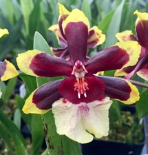 Mothers Day Orchid Assortment - 5 pack
