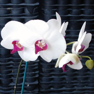2 Cattleya Orchid Plants