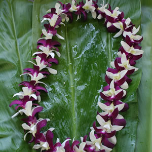 Purple Single Orchid Lei ( 10 Pack - Free Shipping )