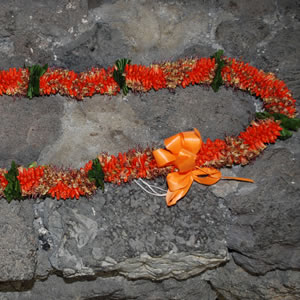 Kika Cigar Flower Orange Lei