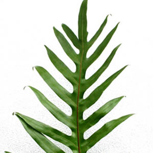 Lauae Fern