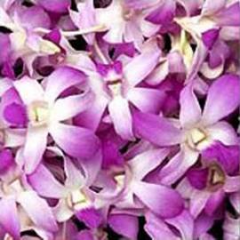 Loose Orchids - 100