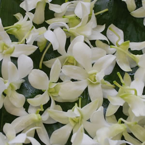 White Loose Orchids - 100