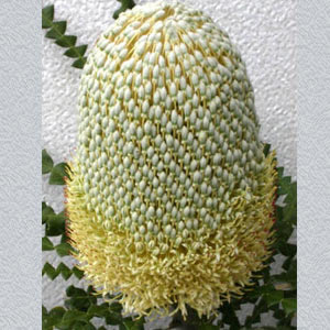 Banksia Protea