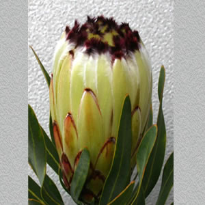 White Mink Protea