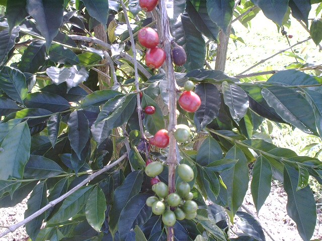 Ripe Cherry Bean Pure Hawaiian Kona Coffee Plantation