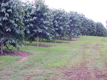 Pure Hawaiian Kona Coffee Plantation