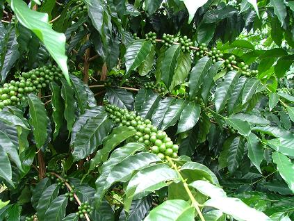 Unripened Green Coffee Bean Pure Hawaiian Kona Coffee Plantation