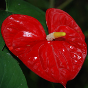 Flowers By The Stem