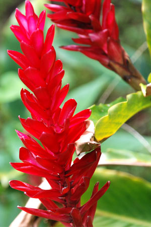 Red Ginger: Aloha Hawaiian Flowers