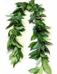 Fresh Ti Leaf Maile Style Lei