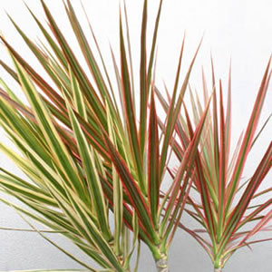 Tri Color Stalk