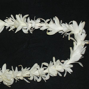 Fresh Fragrant Tuberose Lei