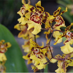 1 Wild Cat Orchid Plant